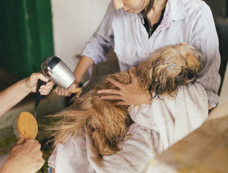 Small dog getting washed and pampered.