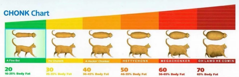 Chonk chart for cats