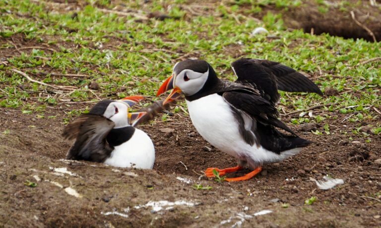 puffins having an argument