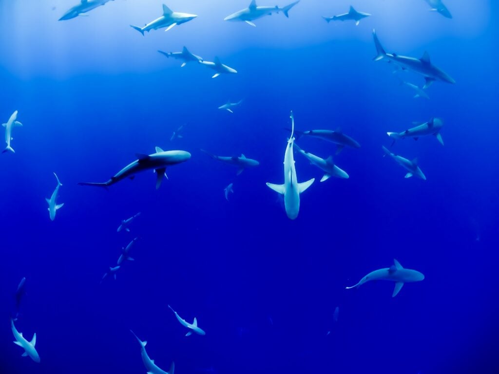 Bild eines Hais im Meer zur Veranschaulichung eines Jägers