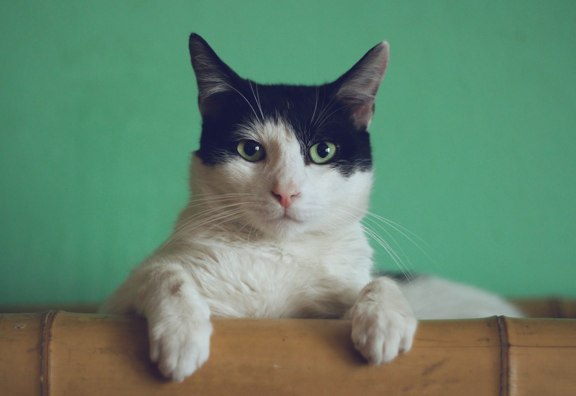 win at sales process automation and watch cats like this white and gray cat